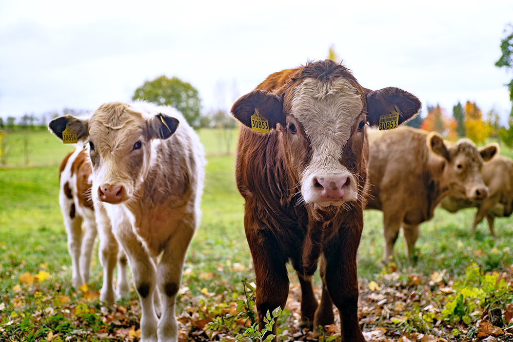 Marital dispute on a farm: Woman transported the farm's livestock away