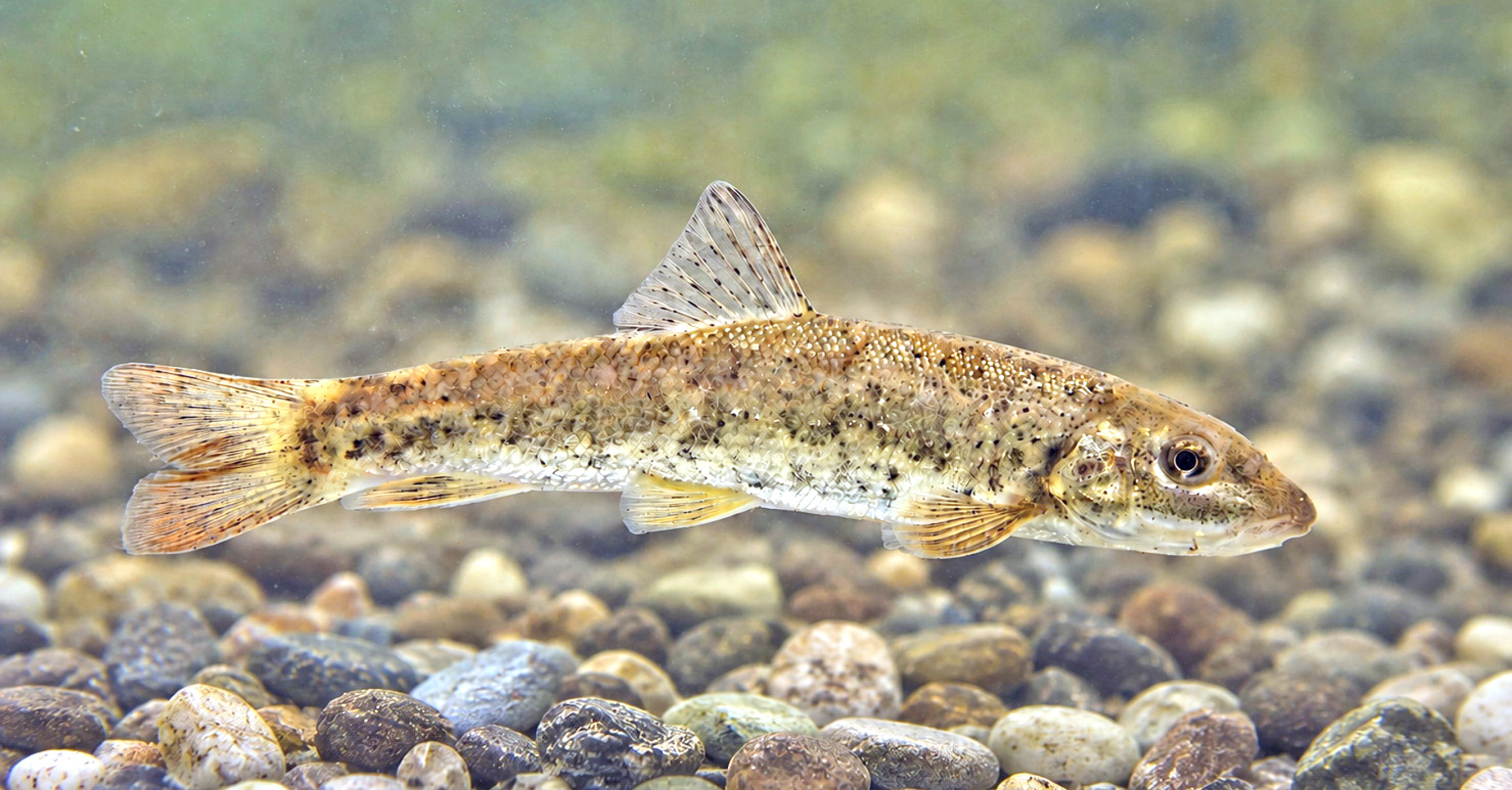 The Lavant has been nominated by the WWF for 